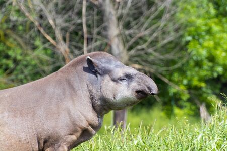 Lowland tapir (Tapirus terrestris) male is grazing grassの写真素材