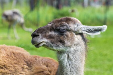 Portrait of an adult Guanaco (Lama guanicoe)の写真素材