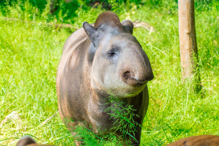 Lowland tapir (Tapirus terrestris) female  in a forest