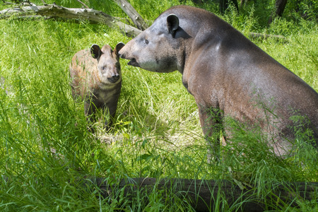 Lowland tapir (Tapirus terrestris) mother and her daughterの写真素材