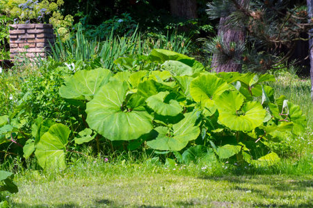 Group of common butterburs (Petasites hybridus) in the edge of a forestの写真素材