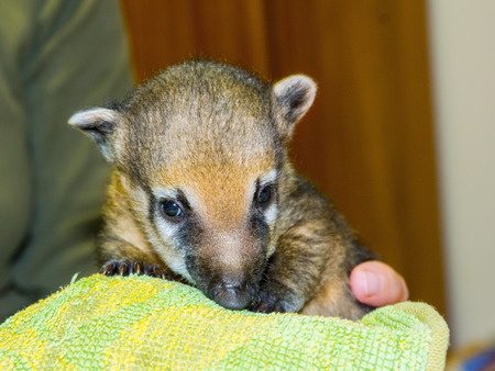 Very young South American coati (Nasua nasua) baby in handの写真素材