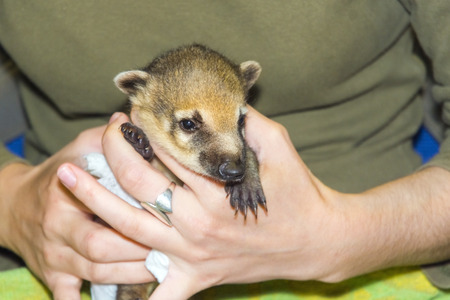 Very young South American coati (Nasua nasua) baby in handの写真素材