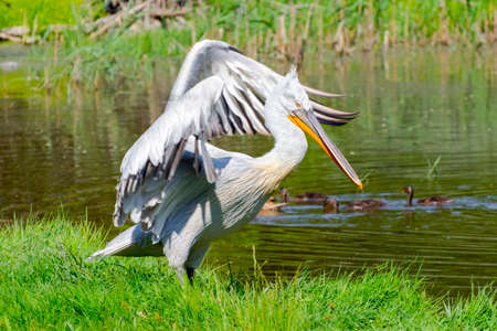 Dalmatian pelican (Pelecanus crispus) in a marshy areaの写真素材