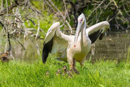 Great white pelican (Pelecanus onocrotalus) and a mallard with ducklingsの写真素材