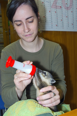 SZEGED, HUNGARY - MAY 27. 2015 - Feeding a South American coati (Nasua nasua) baby in hand in Szeged Zooのeditorial素材