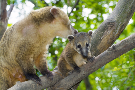 South American coati (Nasua nasua) baby and its motherの写真素材
