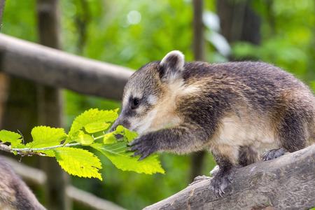 South American coati (Nasua nasua) baby is climbing on a treeの写真素材