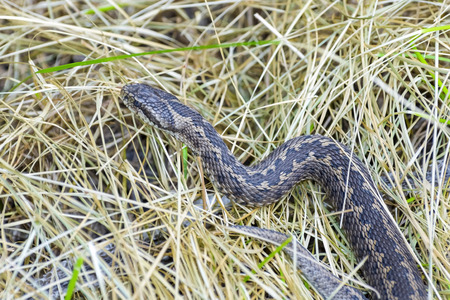 Hungarian meadow viper Vipera ursinii rakosiensis in the dry grassの写真素材