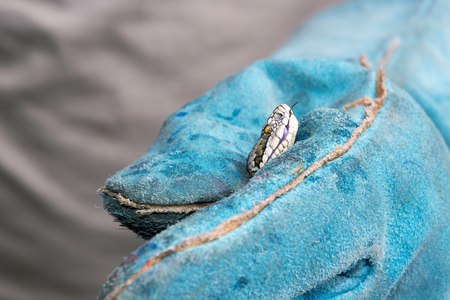 The Hungarian meadow viper Vipera ursinii rakosiensis in handの写真素材