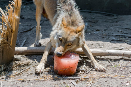 Environmental enrichment for gray wolf (Canis lupus) with bloody ice cream in summer