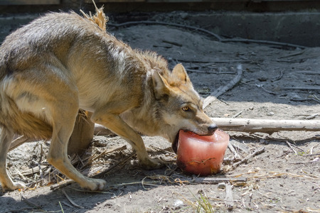 Environmental enrichment for gray wolf (Canis lupus) with bloody ice cream in summerの写真素材