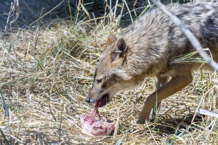 Golden jackal (Canis aureus) is eating chicken meatの写真素材