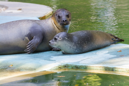 Very young harbour or common seal (Phoca vitulina) baby with motherの写真素材