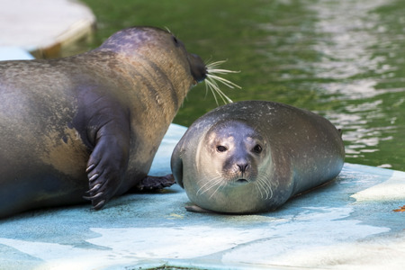 Very young harbour or common seal (Phoca vitulina) baby with motherの写真素材