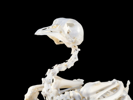 Chicken Gallus domesticus sceleton with black backgroundの写真素材