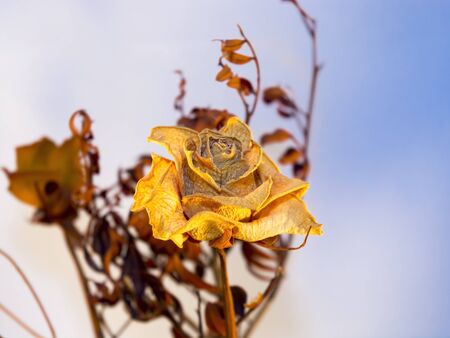 Totally dried yellow and red rose flowersの写真素材