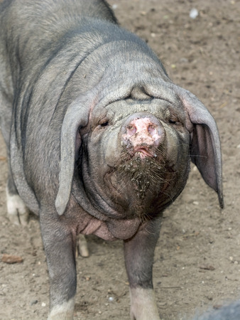 Vietnamese pot-bellied pig (Sus scrofa domesticus) faceの写真素材