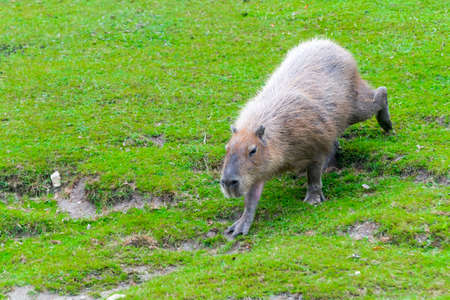 South American capybara (Hydrochoerus hydrochaeris) is walkingの写真素材