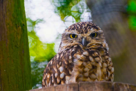 Burrowing owl (Athene cunicularia) sitting on a treeの写真素材