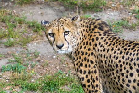 Cheetah or gepard (Acinonyx jubatus) on the fieldの写真素材