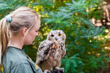 SZEGED, HUNGARY - OCTOBER 4. 2015 - Birds of prey show with Indian eagle-owl (Bubo bubo bengalensis) in Szeged Zoo, Hungaryのeditorial素材