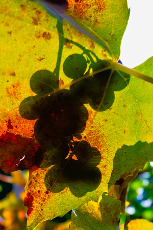 Fruit shadow on grape leaves on a sunny autumn dayの写真素材