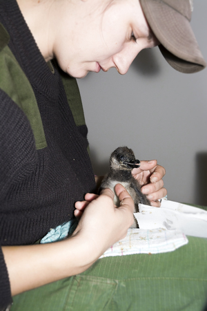 SZEGED, HUNGARY - NOVEMBER 08. 2015 - Feeding a hand-reared African penguin (Spheniscus demersus) chicken in Szeged Zooのeditorial素材