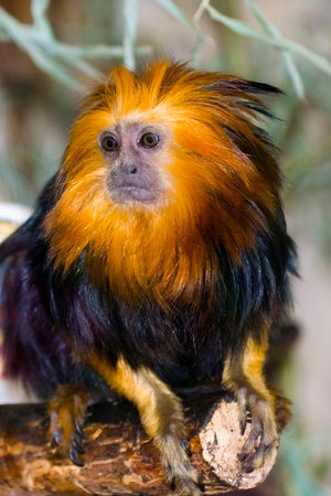 Golden-headed lion tamarin (Leontopithecus chrysomelas)