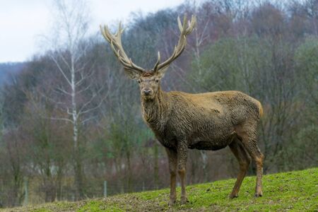 Red deer (Cervus elaphus) male standing on the slopeの写真素材