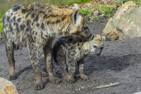 Young and older spotted hyenas (Crocuta crocuta)の写真素材