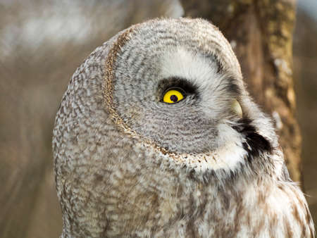 Great gray owl (Strix nebulosa) close portraitの写真素材