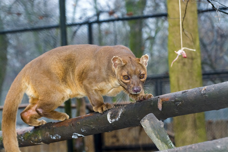 Malagasy fossa (Cryptoprocta ferox) on treeの写真素材