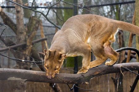 Malagasy fossa (Cryptoprocta ferox) on treeの写真素材
