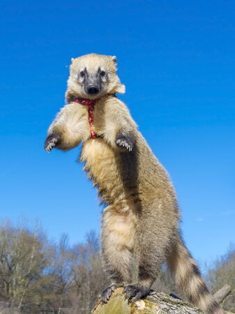 South-American coati (Nasua nasua) gymnastic on a tree logの写真素材