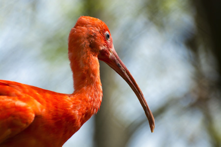 South American Scarlet ibis (Eudocimus ruber) portraitの写真素材