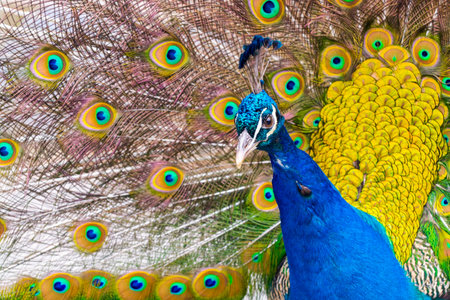 Indian peafowl or blue peafowl (Pavo cristatus) head