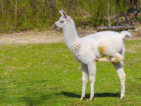 White llama (Lama glama) cria in a pastureの写真素材