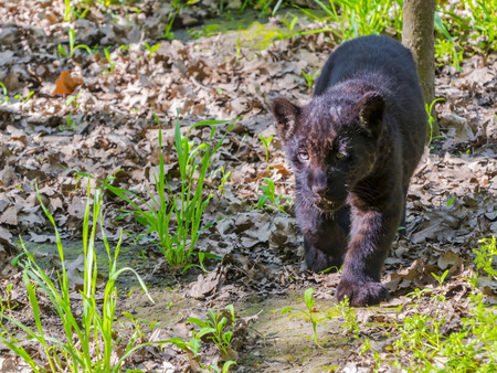 A young black jaguar (Panthera onca) cubの写真素材