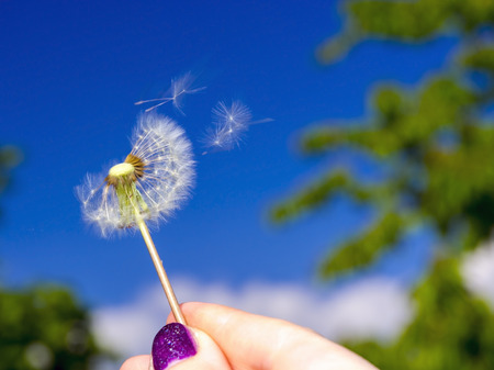 Blowball of a common dandelion (Taraxacum officinale)の写真素材