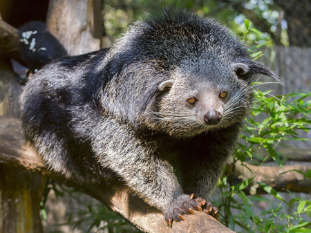 Binturong or bearcat Arctictis binturong on a treeの写真素材