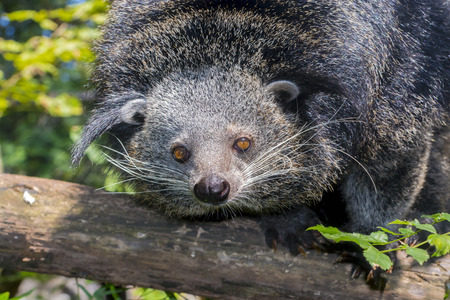 Binturong or bearcat Arctictis binturong on a treeの素材