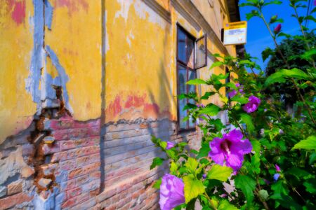 Old ruined house with flower in Szekszard, Hungaryの写真素材