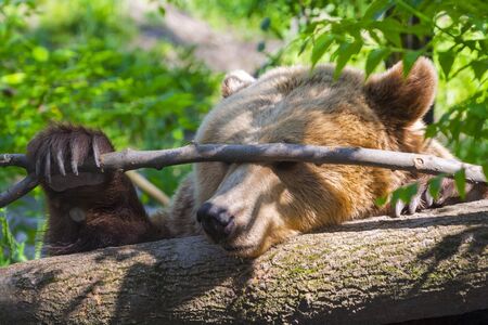 European brown bear (Ursus arctos arctos) is playing with a branchの写真素材