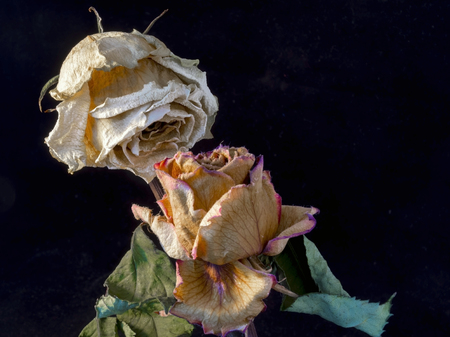 Pair of dry rose flowers in the darkの写真素材