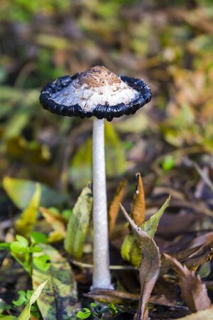 Old shaggy ink cap (Coprinus comatus) in a forestの写真素材
