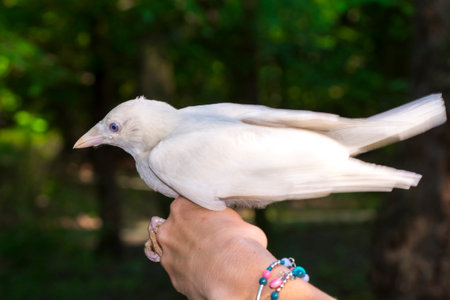 White Eurasian jackdaw Corvus monedula in hand