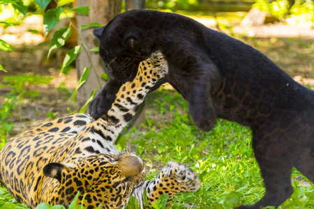 Young black jaguars is playing with her spotted mother - Panthera oncaの写真素材