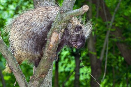 Canadian or North American tree porcupine Erethizon dorsatumの写真素材