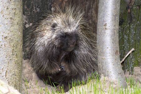 Canadian or North American tree porcupine - Erethizon dorsatum - below a treeの写真素材